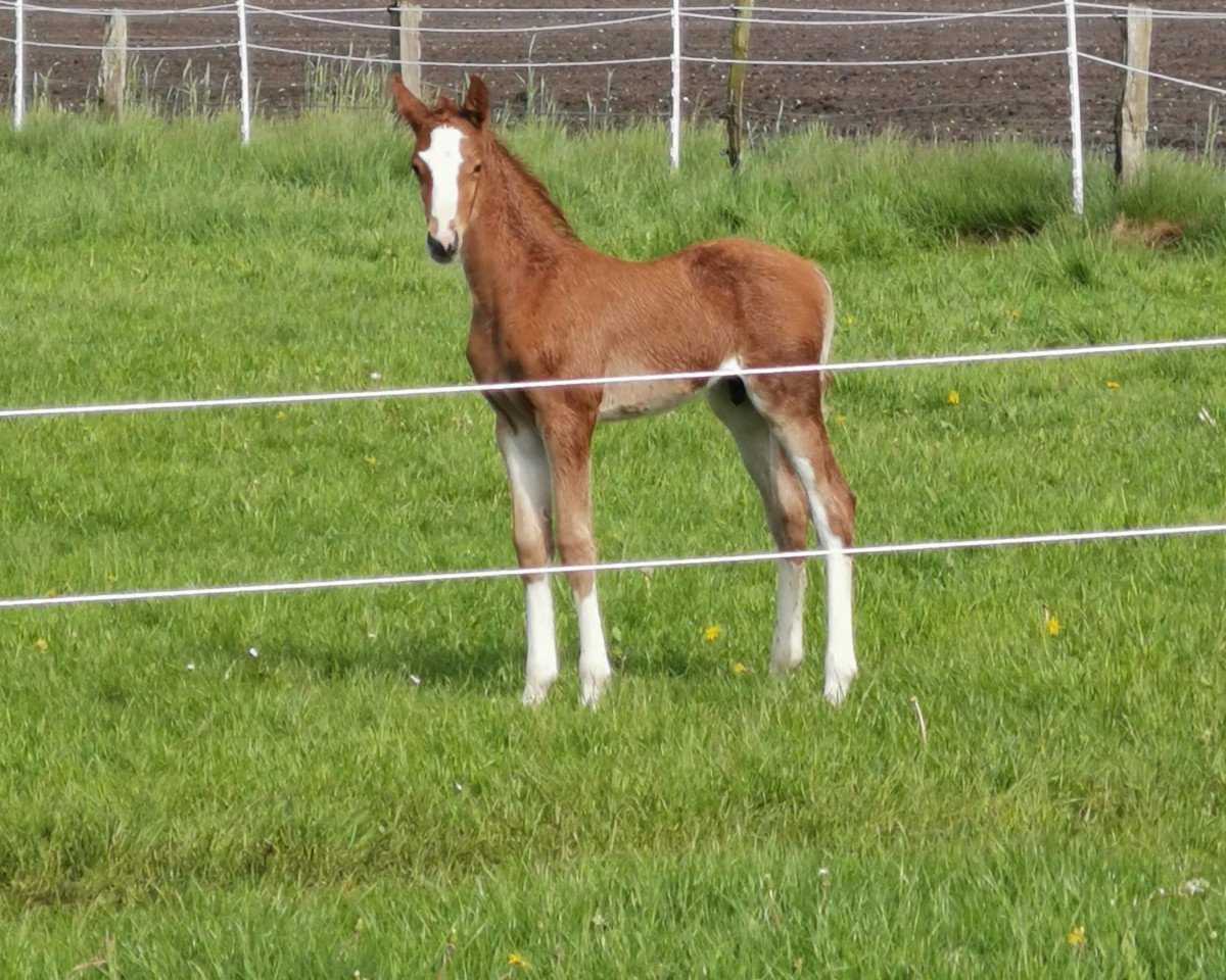 Dressurpferd Crusader 7 (Trakehner, 2010, von Lord Luciano 2)