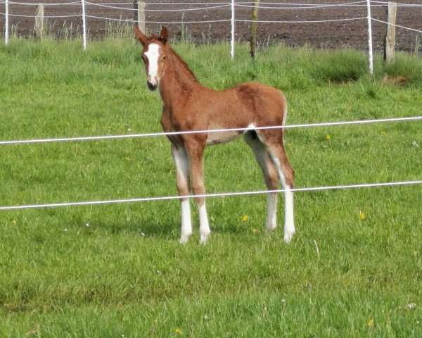 Dressurpferd Crusader 7 (Trakehner, 2010, von Lord Luciano 2)