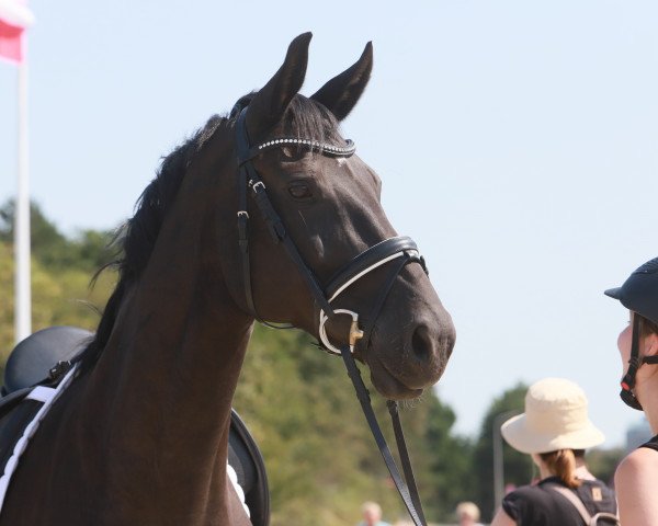 Pferd Salina la Santa (Westfale, 2010, von Sarkozy 3)