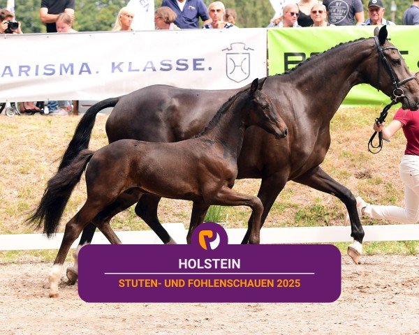 Holsteiner Fohlenschau Langenhals 2025
