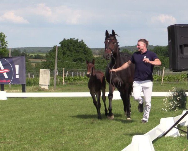 Fohlenschau Horitschon 2025