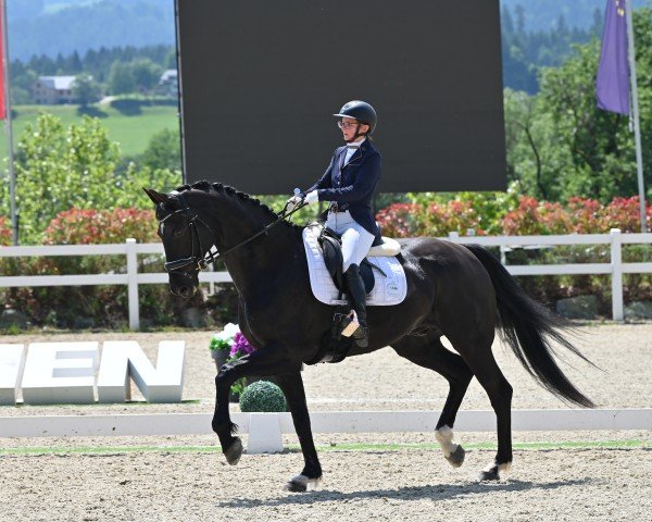 dressage horse Dancing Rocket (Hanoverian, 2016, from Dancing World)