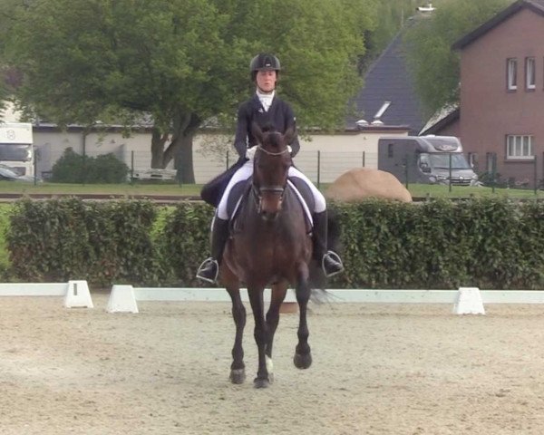 Dressurpferd Edmonton (KWPN (Niederländisches Warmblut), 2009, von Jazz)
