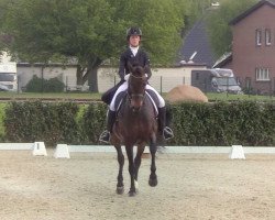Dressurpferd Edmonton (KWPN (Niederländisches Warmblut), 2009, von Jazz)