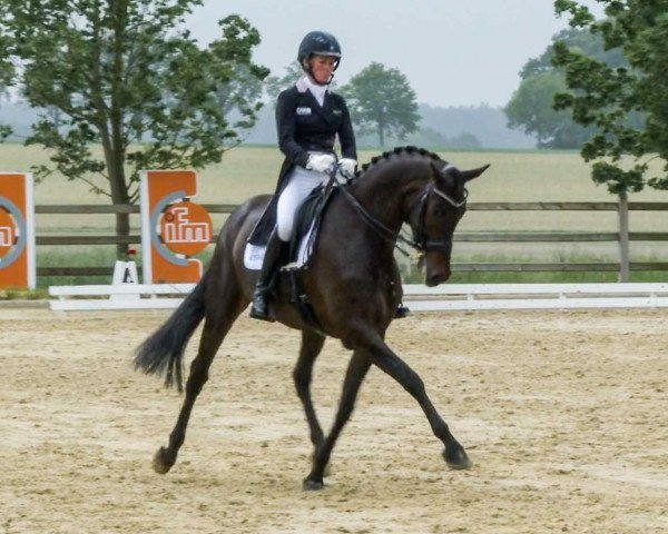 broodmare Straight Horse Ascenzione (Danish Warmblood, 2013, from Zack)
