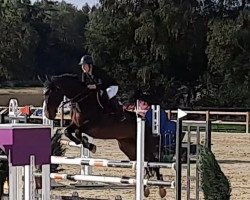 jumper Cosmea K (Hanoverian, 2011, from Conteur)
