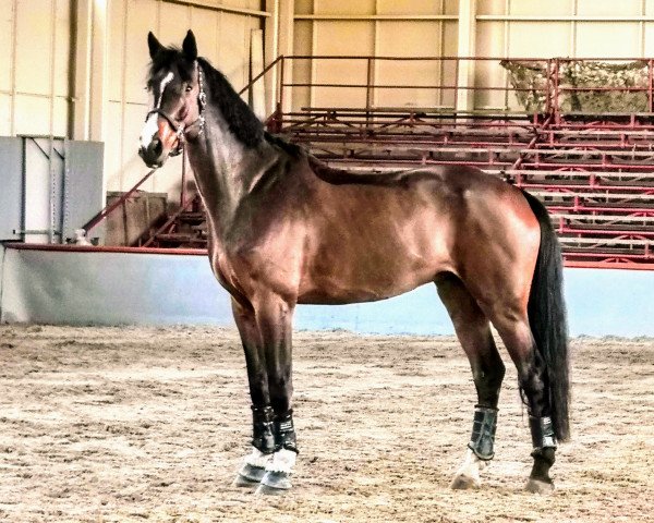 jumper Eldorado-S (Oldenburg, 2012, from Eldorado van de Zeshoek)