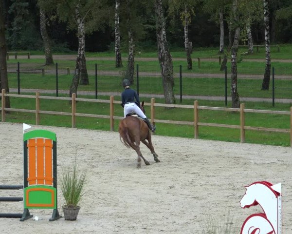 Reitturnier Westergellersen 2021