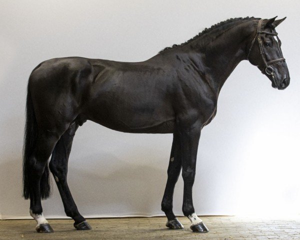 Pferd Max-Al (KWPN (Niederländisches Warmblut), 2017, von Inaico)