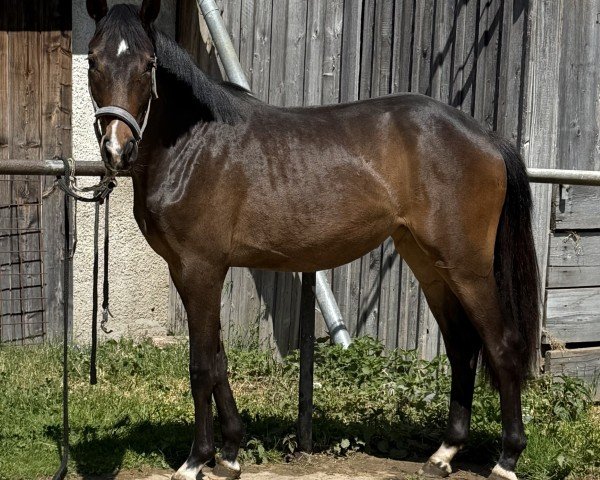 broodmare Bellina du Soleil (Hanoverian, 2023, from Bohemian)