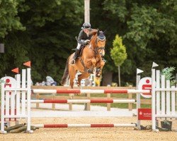jumper Smart And Easy (Holsteiner, 2019, from Sandro Boy)