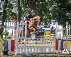 jumper Mandolino 15 (German Riding Pony, 2015, from The Braes My Mobility)