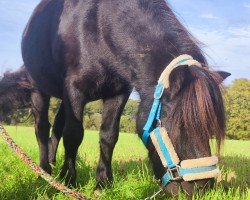 Dressurpferd Giersbergs Dolittle (Shetland Pony, 2017, von Discovery af Jäboruder)