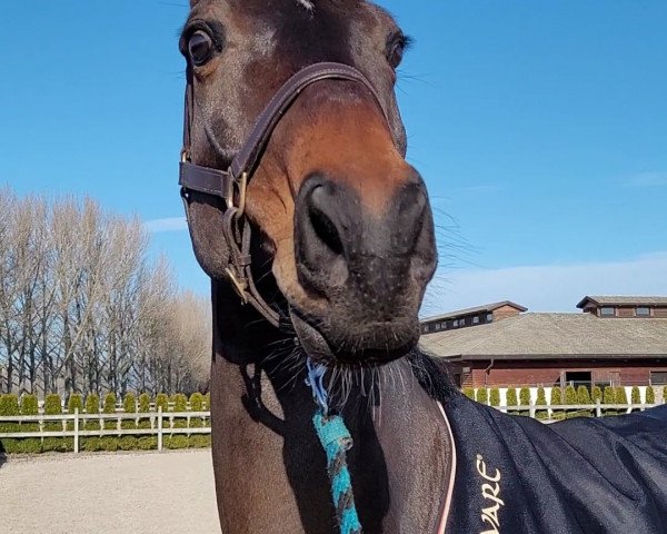 horse Quandor (Hanoverian, 2012, from FRH Quaid)