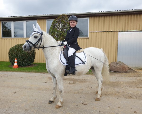 dressage horse H-S Salt and Pepper (Welsh mountain pony (SEK.A), 2009, from Menai Silver Gold)