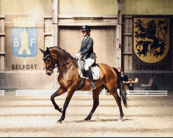 Dressurpferd Zahnfee (Deutsches Sportpferd, 2015, von Birkhof's Zalando OLD)