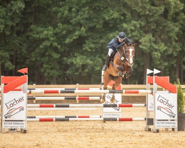 Springpferd Corrado 145 (Deutsches Sportpferd, 2016, von Clooney)