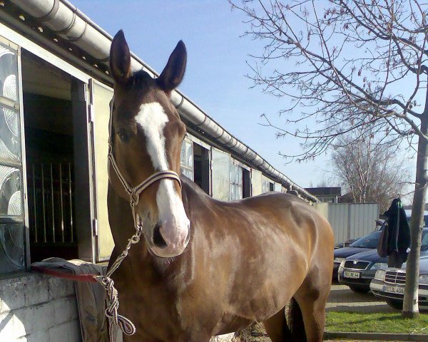 horse Paramount 11 (Rhinelander, 1996, from Paradiso)