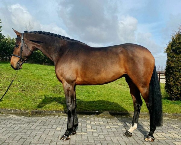 broodmare Connie O.A.Z (Zangersheide riding horse, 2014, from Carrera VDL)