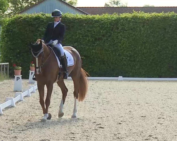 Reitturnier Notzing/Obb. 2025