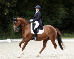 dressage horse Piccolina B. (Bavarian, 2008, from Don Diamond)
