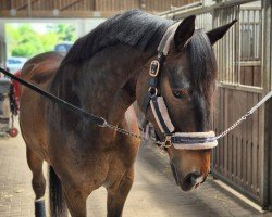 dressage horse Jardeaux (Oldenburg, 2021, from Jovian)