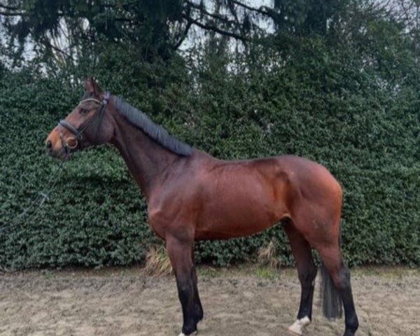 horse Destination (Hanoverian, 2013, from Destano)