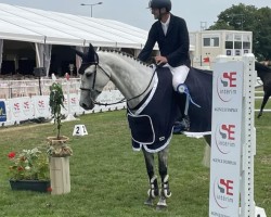 jumper Quinta D (Belgian Warmblood, 2016, from Cornet's Prinz)