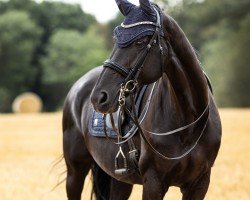 Dressurpferd Dark Secret 4 (Hannoveraner, 2008, von Don Frederico)