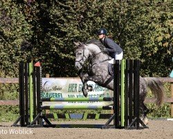 jumper Caipirinha 107 (German Sport Horse, 2015)