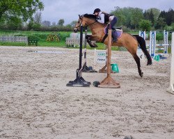 broodmare Sophienhöhs Ramira (German Riding Pony, 2008, from Calvados)