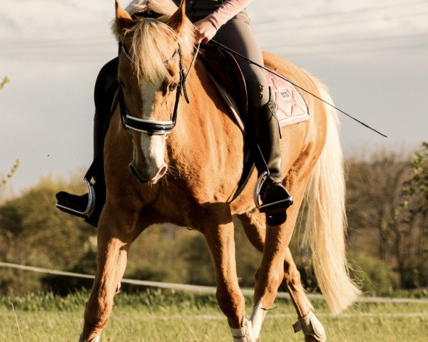 jumper Palm Beach 27 (German Riding Pony, 1997, from Principal Boy)