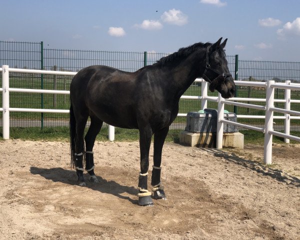 dressage horse Filemon A.k. (KWPN (Royal Dutch Sporthorse), 2010, from Apache)