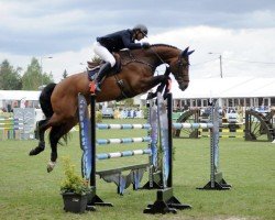 Springpferd Dicaprio (Oldenburger Springpferd, 2011, von Diarado)