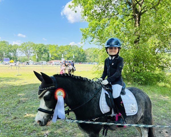 Dressurpferd Toytown Top-Notch (Welsh Mountain Pony (Sek.A), 2018) Dressurpferd Toytown Top-Notch (Welsh Mountain Pony (Sek.A), 2018)
