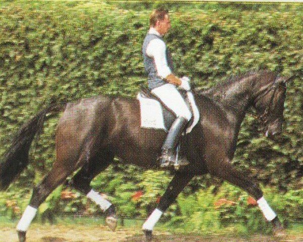 horse Rose of Westfalia (Westphalian, 1991, from Rosenkavalier)