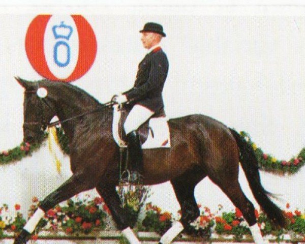 horse Rose of Jade (Oldenburg, 1992, from Rubinstein I)