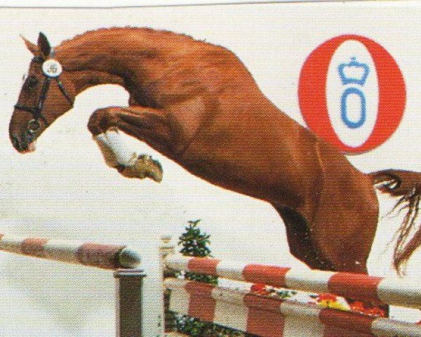 horse Gipfelpunkt (Oldenburg, 1991, from Grandero)