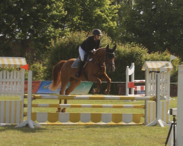 jumper Askapino's Amira (German Sport Horse, 2021, from Askapino)
