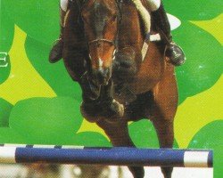 stallion Pirol (Westphalian, 1978, from Pilot)