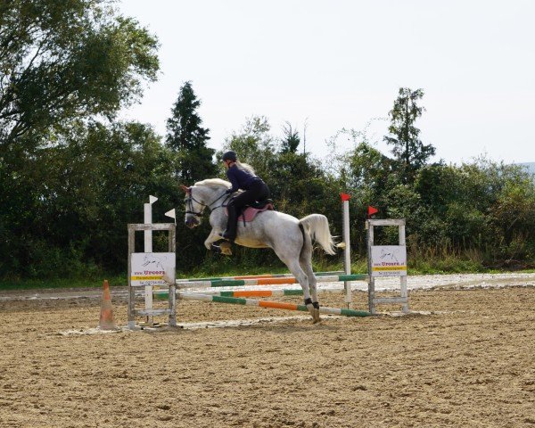 horse Tamina 10 (Holsteiner, 1999, from Stauffenberg)