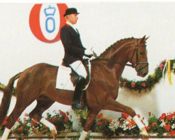 horse Dornenvogel (Oldenburg, 1991, from Don Primero)