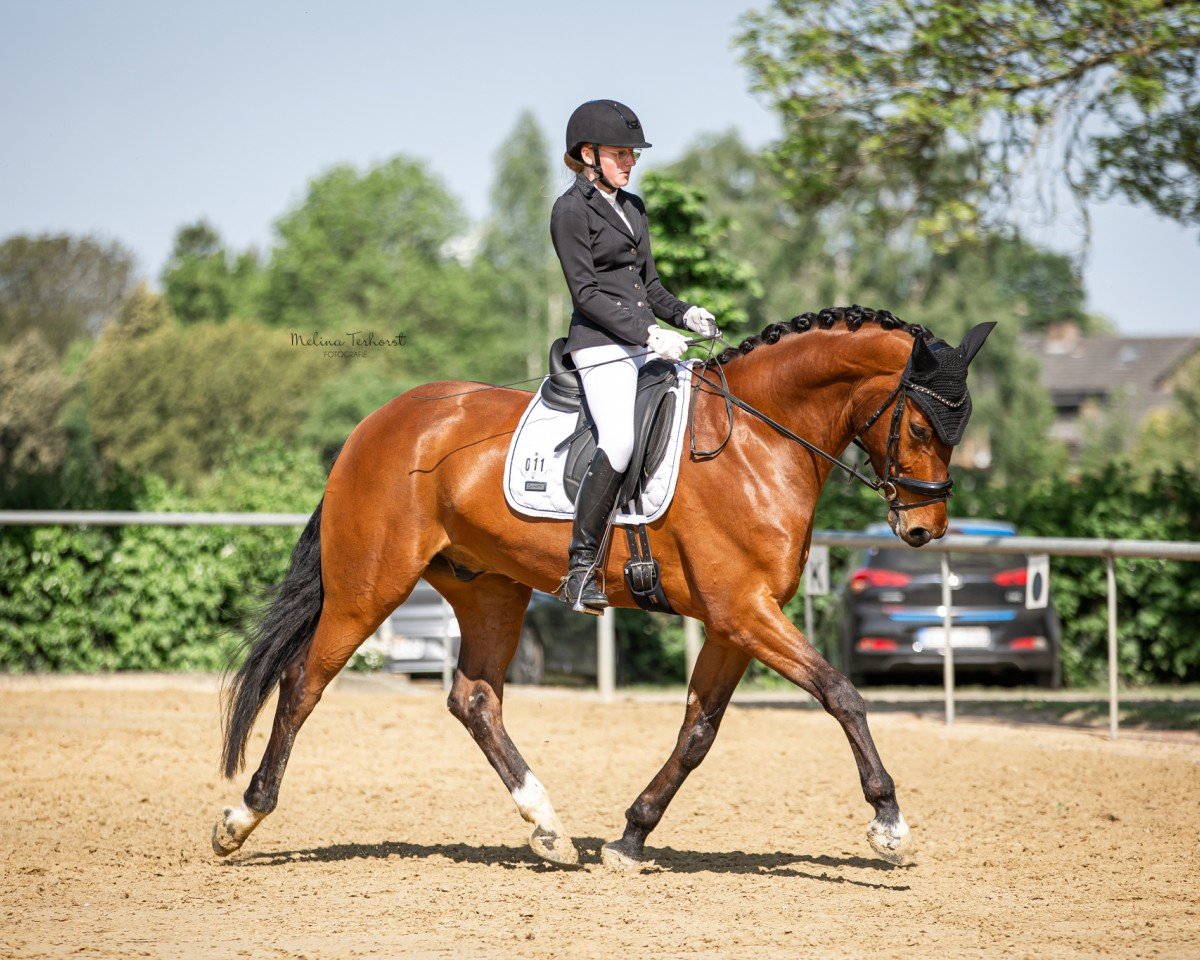 Dressurpferd Damsey's Jr. SBE (Oldenburger, 2019, von Damsey FRH)