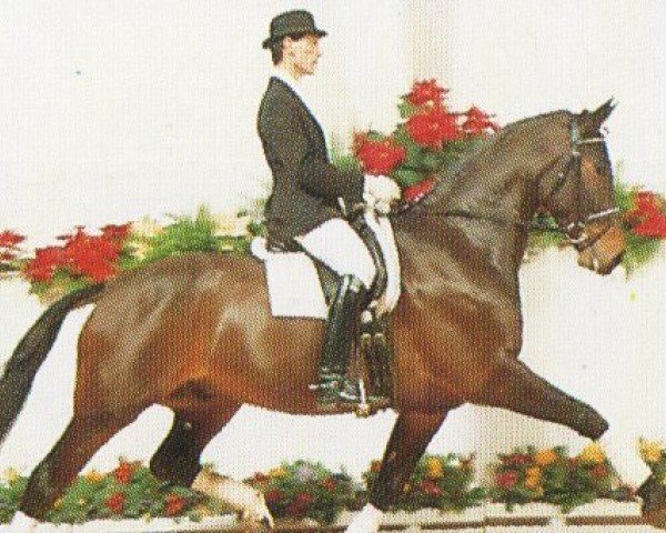 Pferd Fackeltanz (Oldenburger, 1988, von Fahnenträger xx)