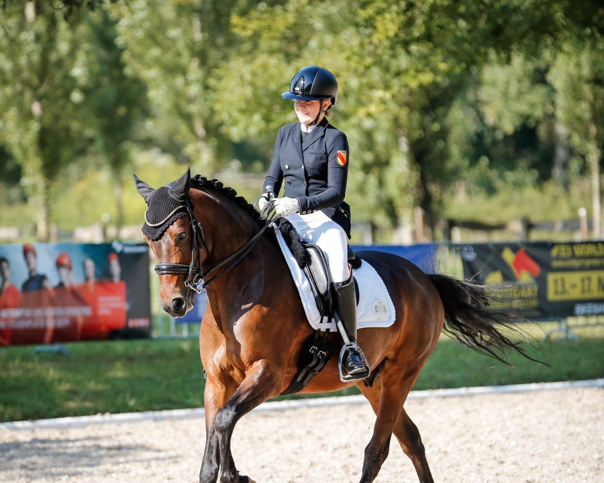 dressage horse Tackmann's Double Shot (German Riding Pony, 2017, from Dimensional)