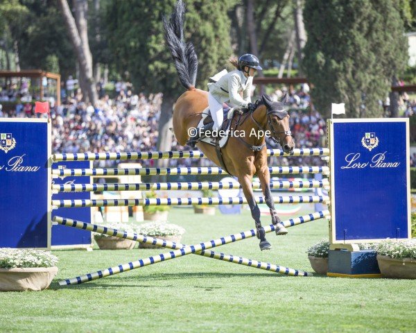Springpferd Cachgon E (KWPN (Niederländisches Warmblut), 2011, von Cabachon)