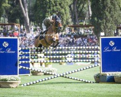Springpferd Next Twist van 't Ruytershof (Belgisches Warmblut, 2013, von Gemini CL xx)