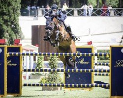 jumper Pss Levilensky (Hanoverian, 2011, from Levisonn 208 FIN)
