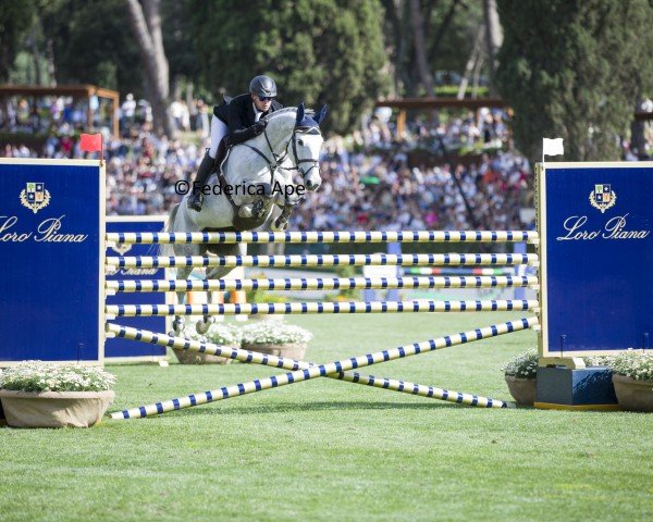 Springpferd Lena VDL (KWPN (Niederländisches Warmblut), 2016, von Carrera VDL)