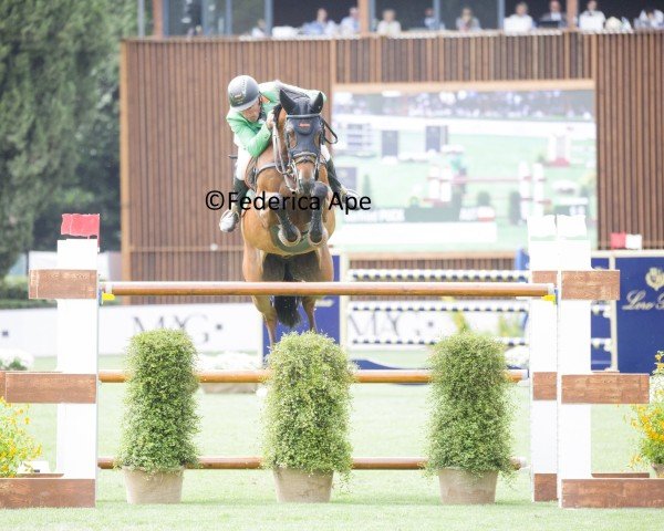 Springpferd Equitron Ornaat V (Belgisches Warmblut, 2014, von Ut Majeur de Brecey)